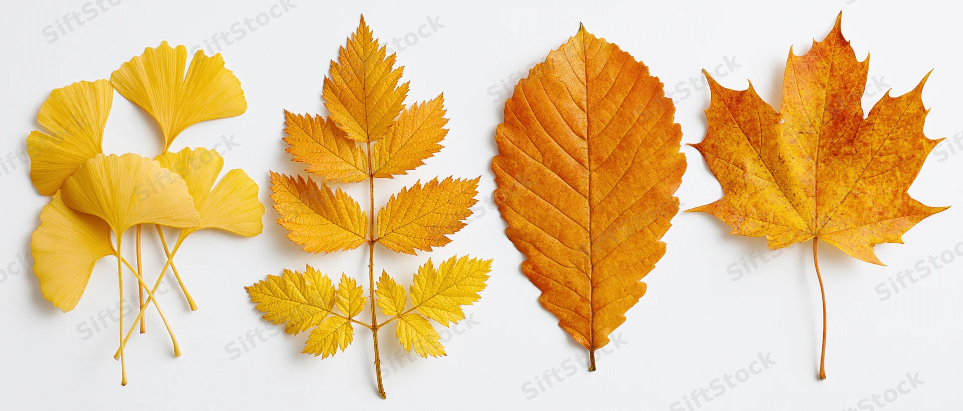 Four autumn leaves arranged in a row on a white background