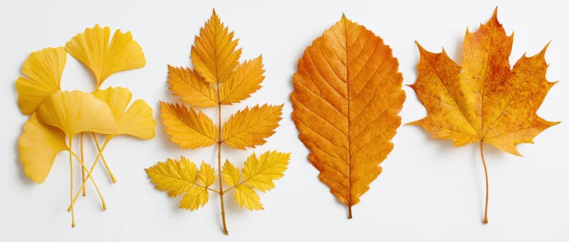Four autumn leaves arranged in a row on a white background