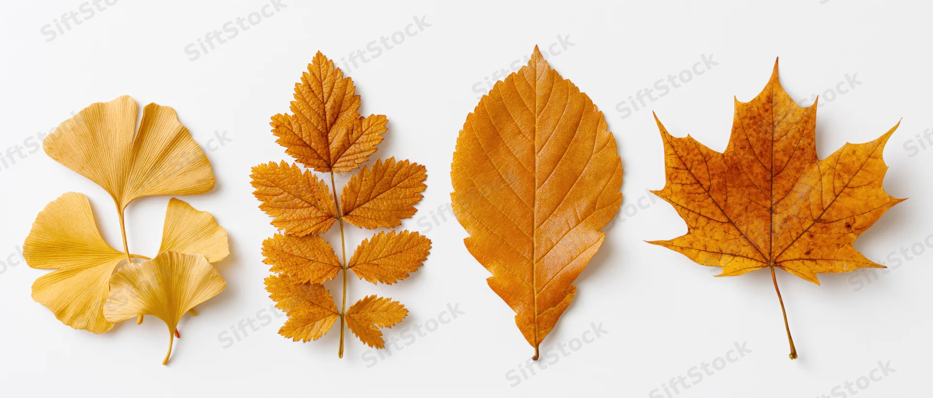 Four autumn leaves arranged in a row on a white background