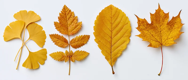 Four autumn leaves arranged in a row on a white background