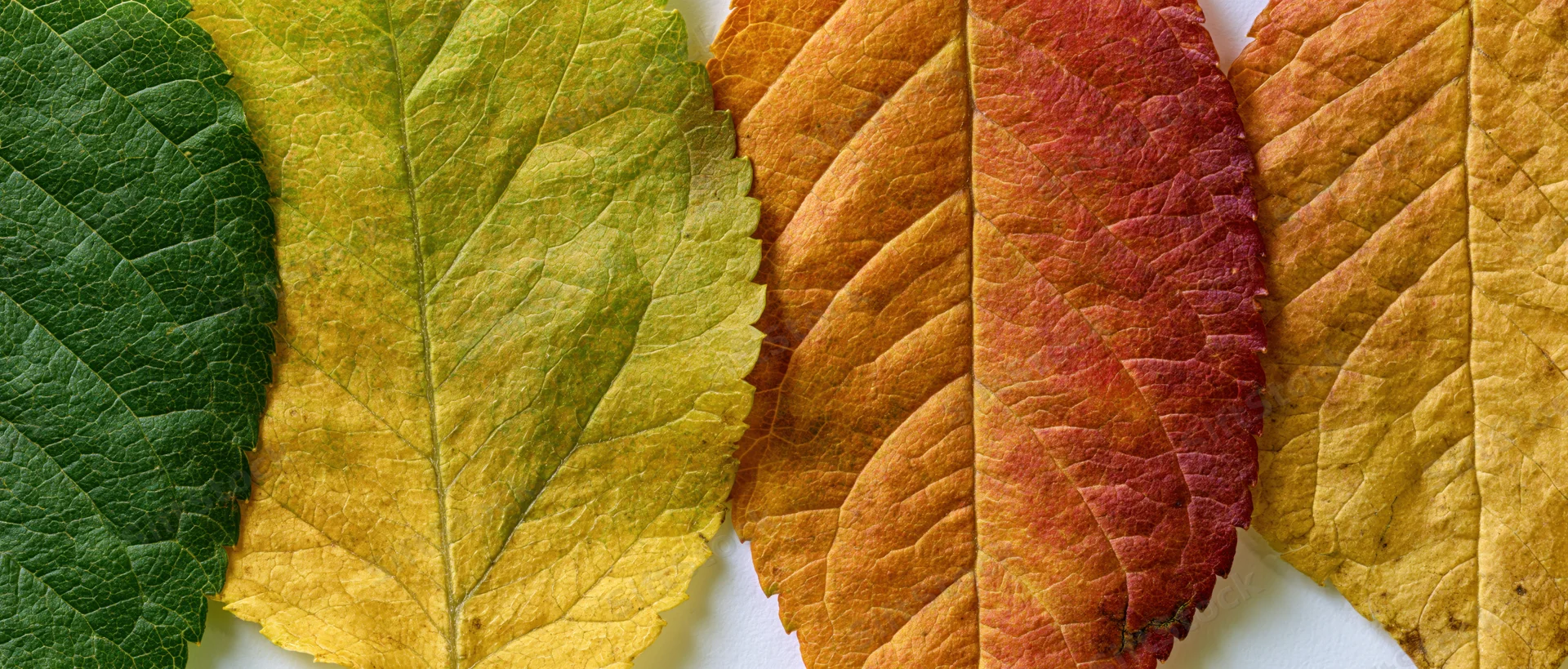 Four autumn leaves arranged side by side in a flat lay on white surface