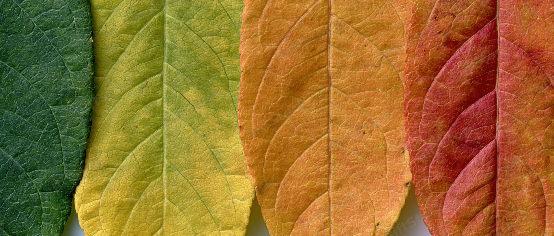 Four autumn leaves arranged side by side in a flat lay showing color transition from green to red