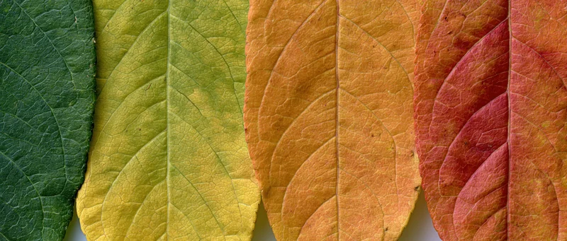 Four autumn leaves arranged side by side in a flat lay showing color transition from green to red