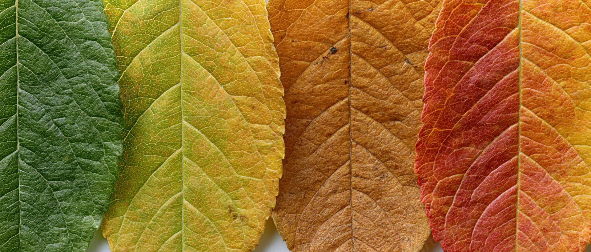 Four autumn leaves arranged side by side in a flat lay showing color transition from green to red