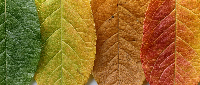 Four autumn leaves arranged side by side in a flat lay showing color transition from green to red