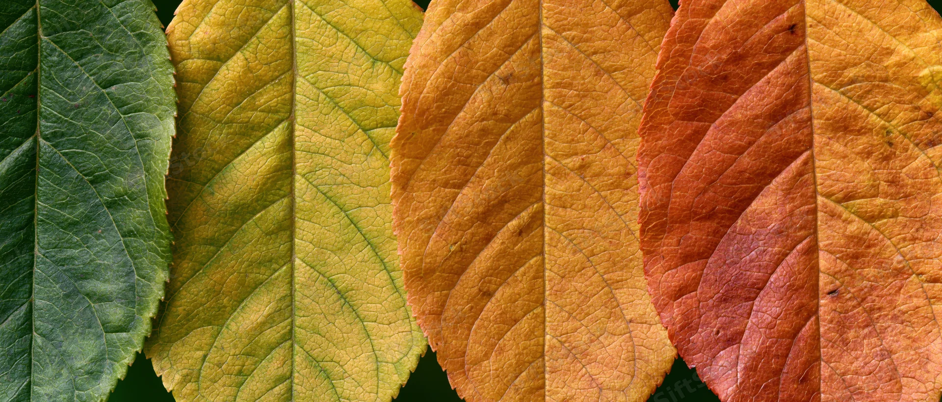 Four autumn leaves arranged side by side in a row showing color transition from green to red
