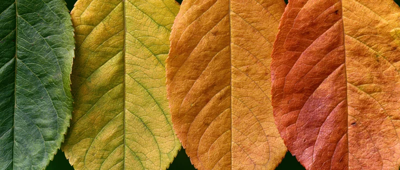 Four autumn leaves arranged side by side in a row showing color transition from green to red
