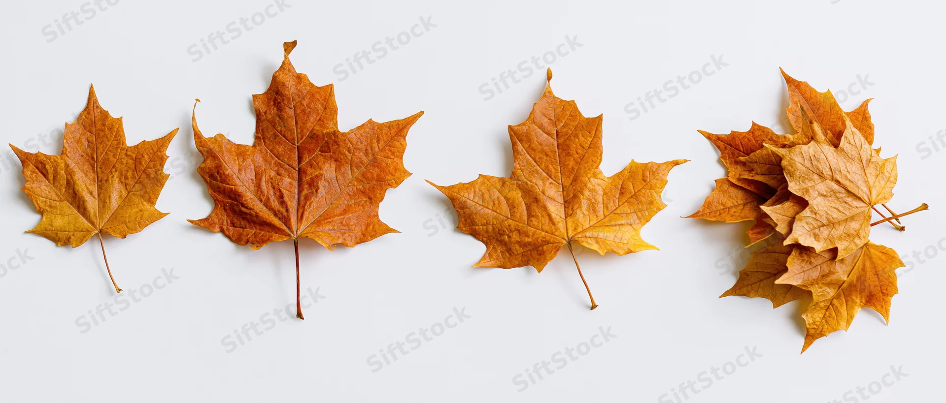 Four autumn maple leaves arranged in a row on a white background