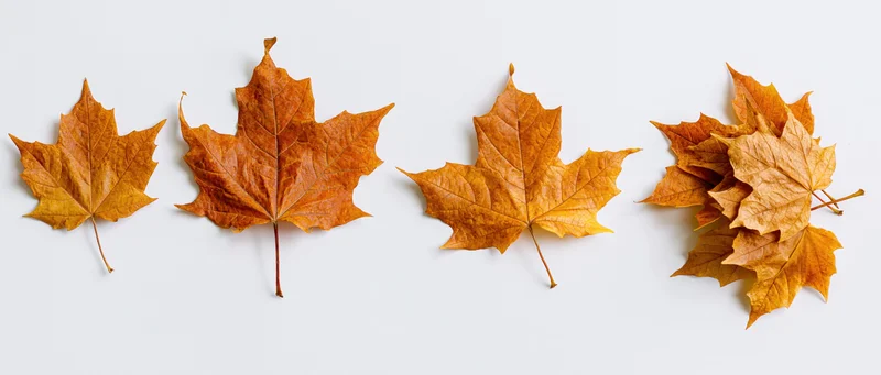 Four autumn maple leaves arranged in a row on a white background