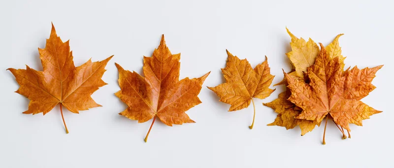 Four autumn maple leaves arranged in a row on a white background