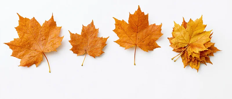 Four autumn maple leaves arranged in a row on a white background