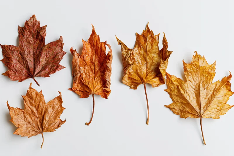 Five dried maple leaves arranged in a row on a white surface