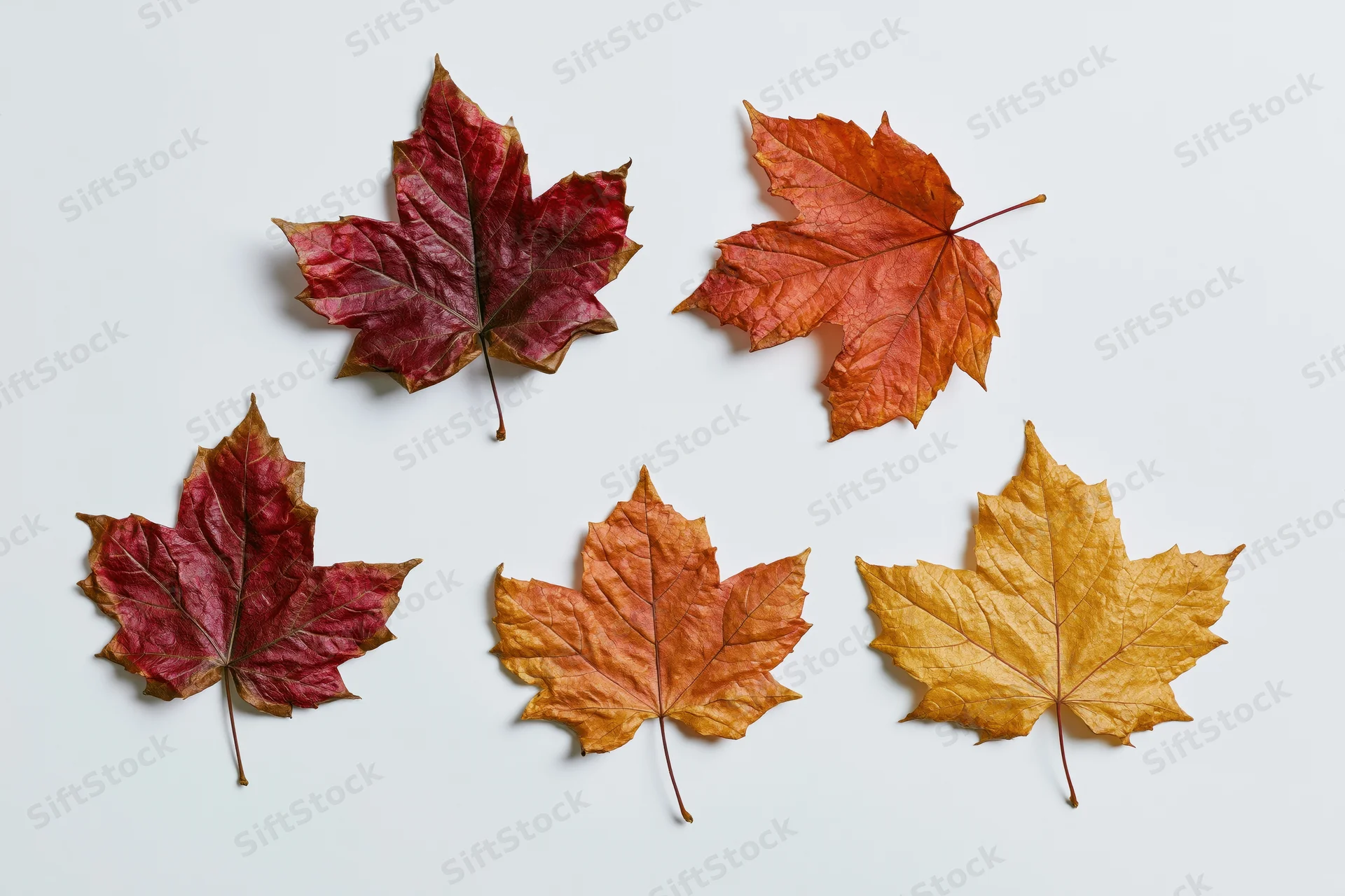 Five dried maple leaves arranged in a flat lay on a white background
