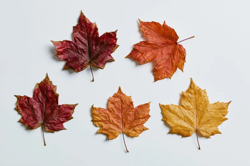 Five dried maple leaves arranged in a flat lay on a white background