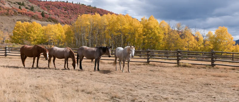 Four horses grazing in a fenced pasture with autumn aspen trees and mountains in the background