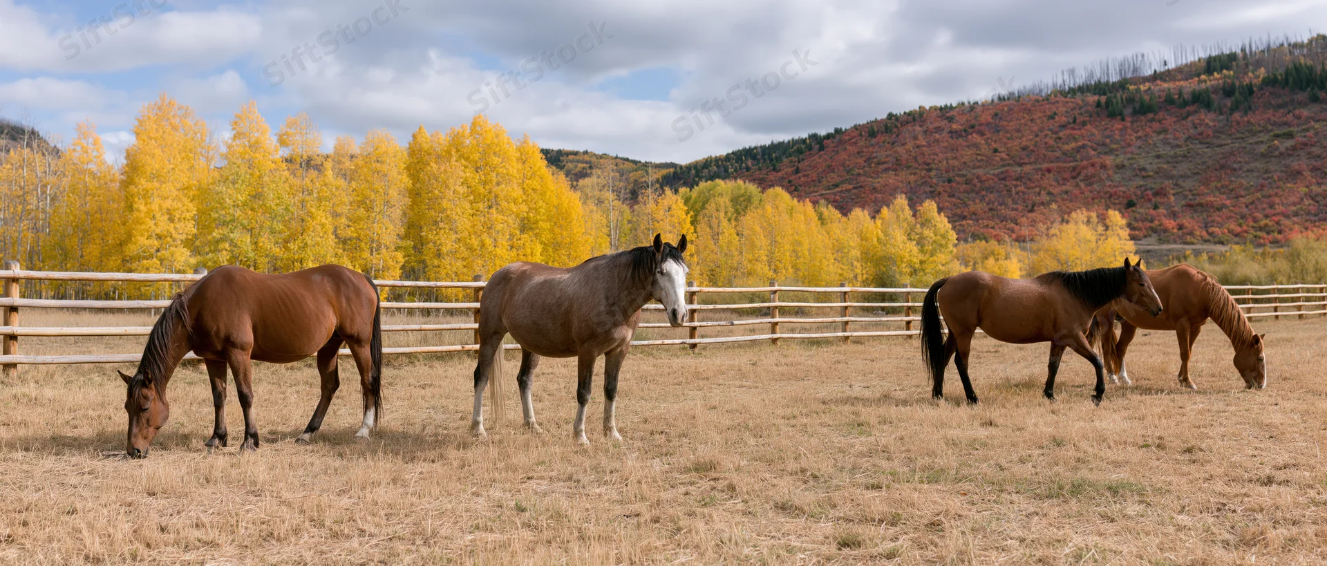 Four horses grazing in a fenced pasture with autumn aspen trees and mountains in the background
