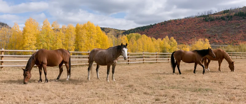 Four horses grazing in a fenced pasture with autumn aspen trees and mountains in the background