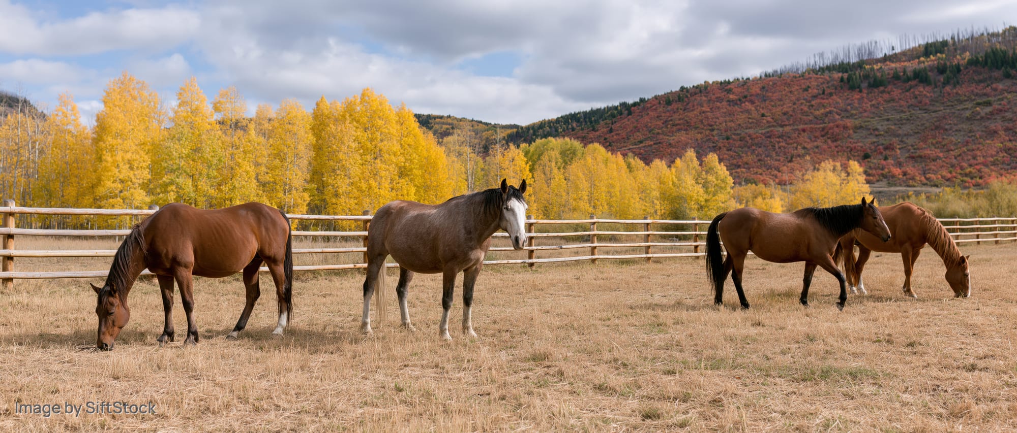 Four horses grazing in a fenced pasture with autumn aspen trees and mountains in the background