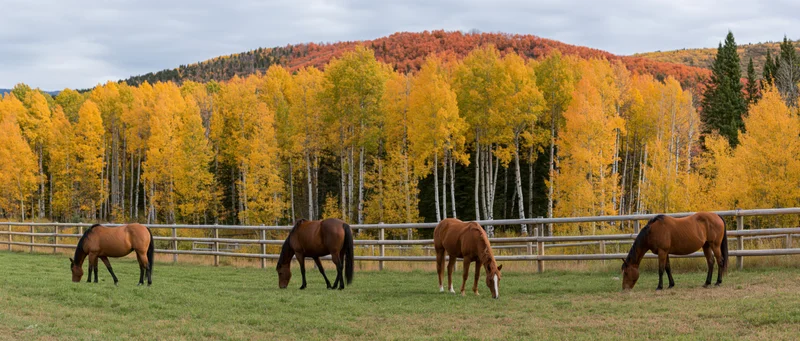 Four horses grazing in a fenced pasture with autumn aspen trees and mountains in the background