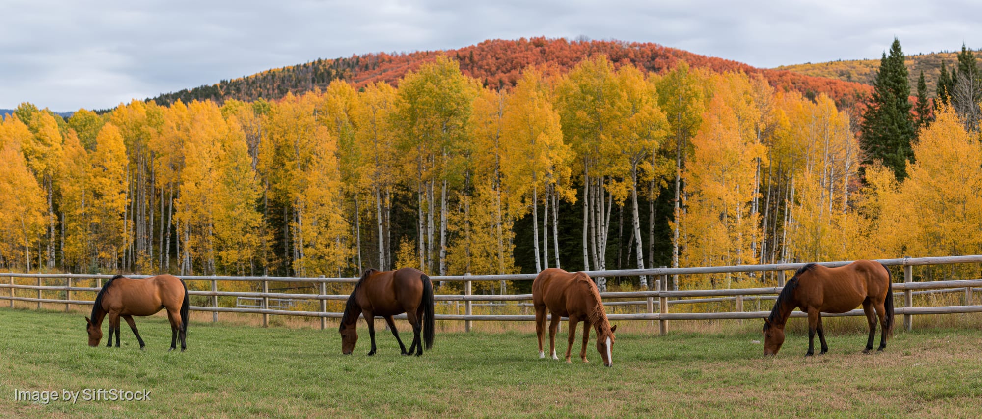 Four horses grazing in a fenced pasture with autumn aspen trees and mountains in the background