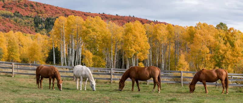 Four horses grazing in a fenced pasture with autumn aspen trees in the background