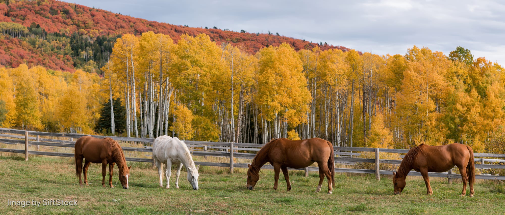 Four horses grazing in a fenced pasture with autumn aspen trees in the background