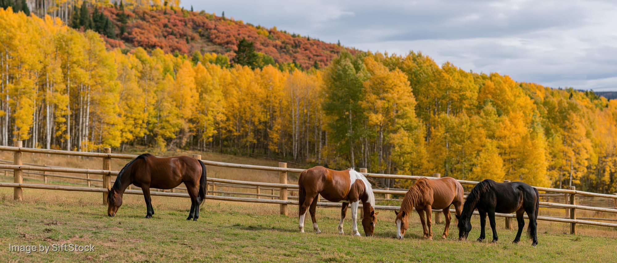 Four horses grazing in a wooden-fenced pasture with autumn aspen trees in the background