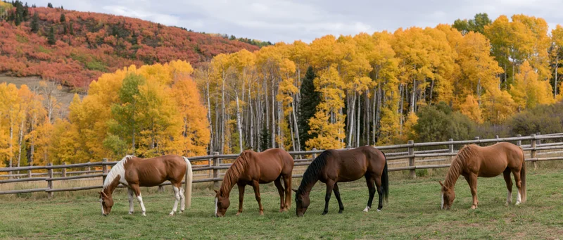Four horses grazing in a fenced pasture with autumn aspen trees in the background