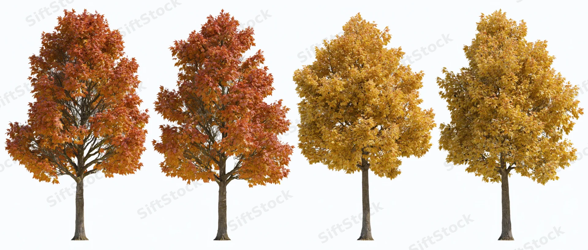 Four deciduous trees in peak autumn foliage arranged in a row on white background