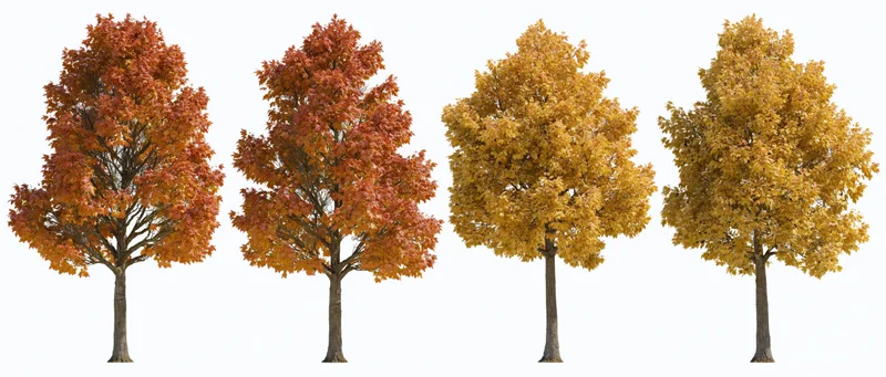 Four deciduous trees in peak autumn foliage arranged in a row on white background