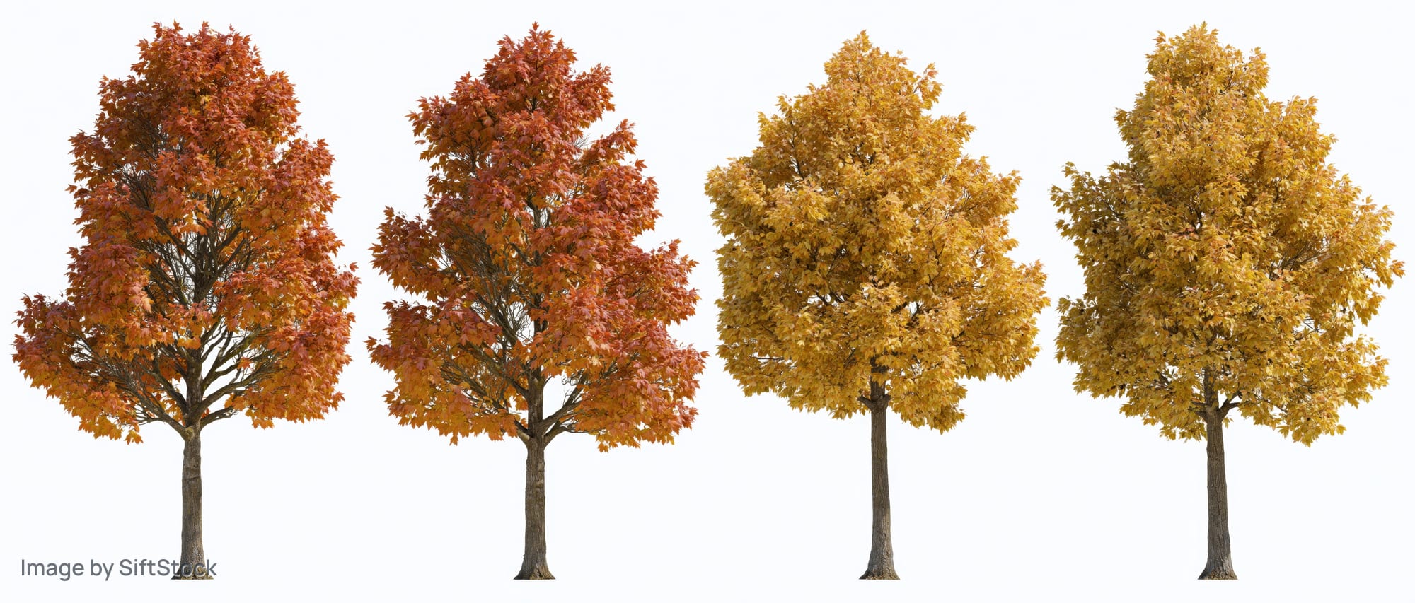 Four deciduous trees in peak autumn foliage arranged in a row on white background