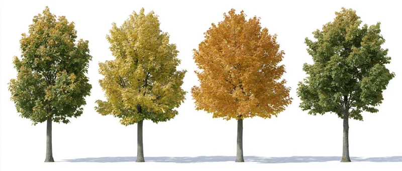 Four deciduous trees in autumn foliage arranged in a row on a white background