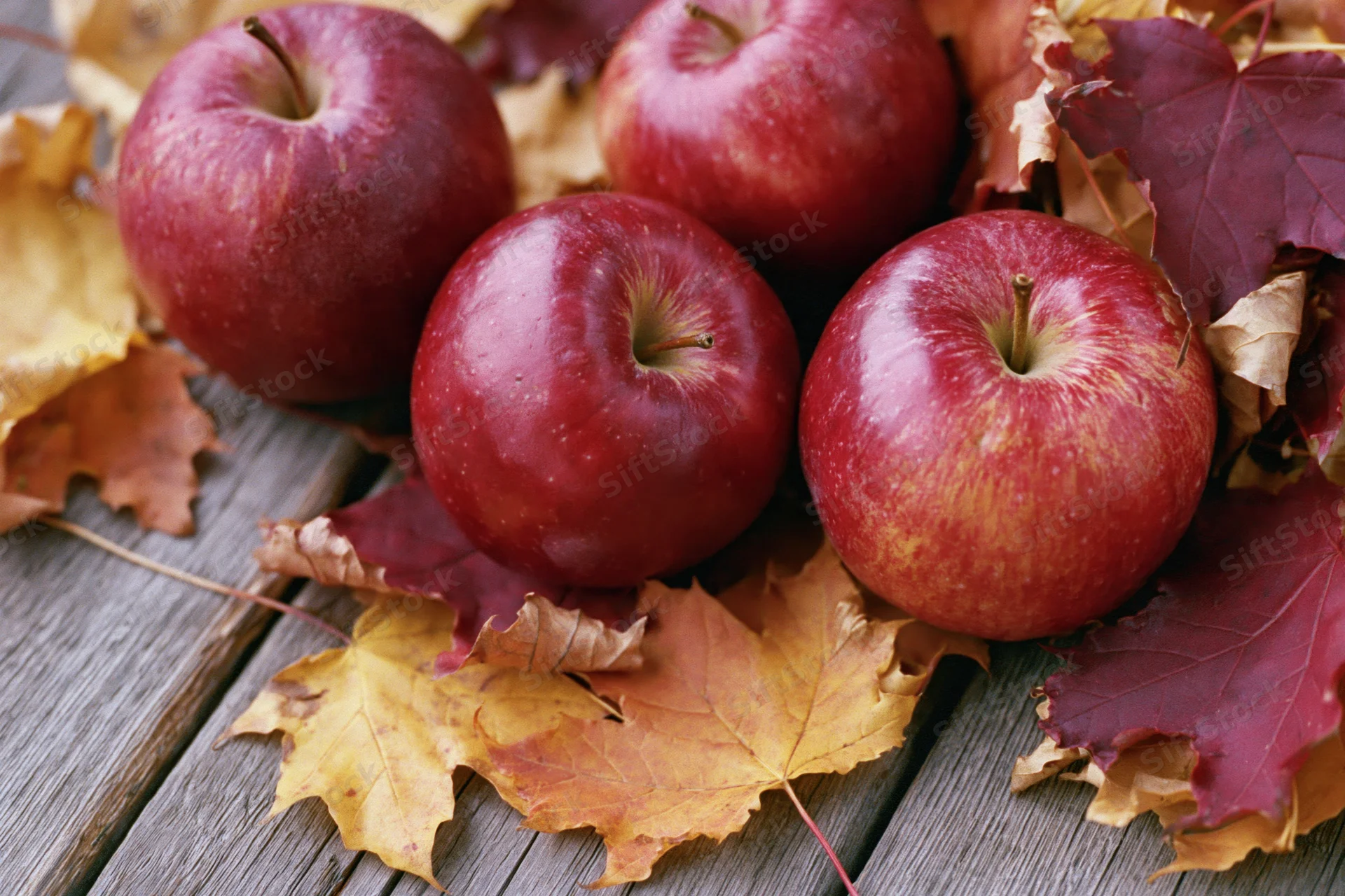 Red apples resting on weathered wooden planks surrounded by autumn leaves