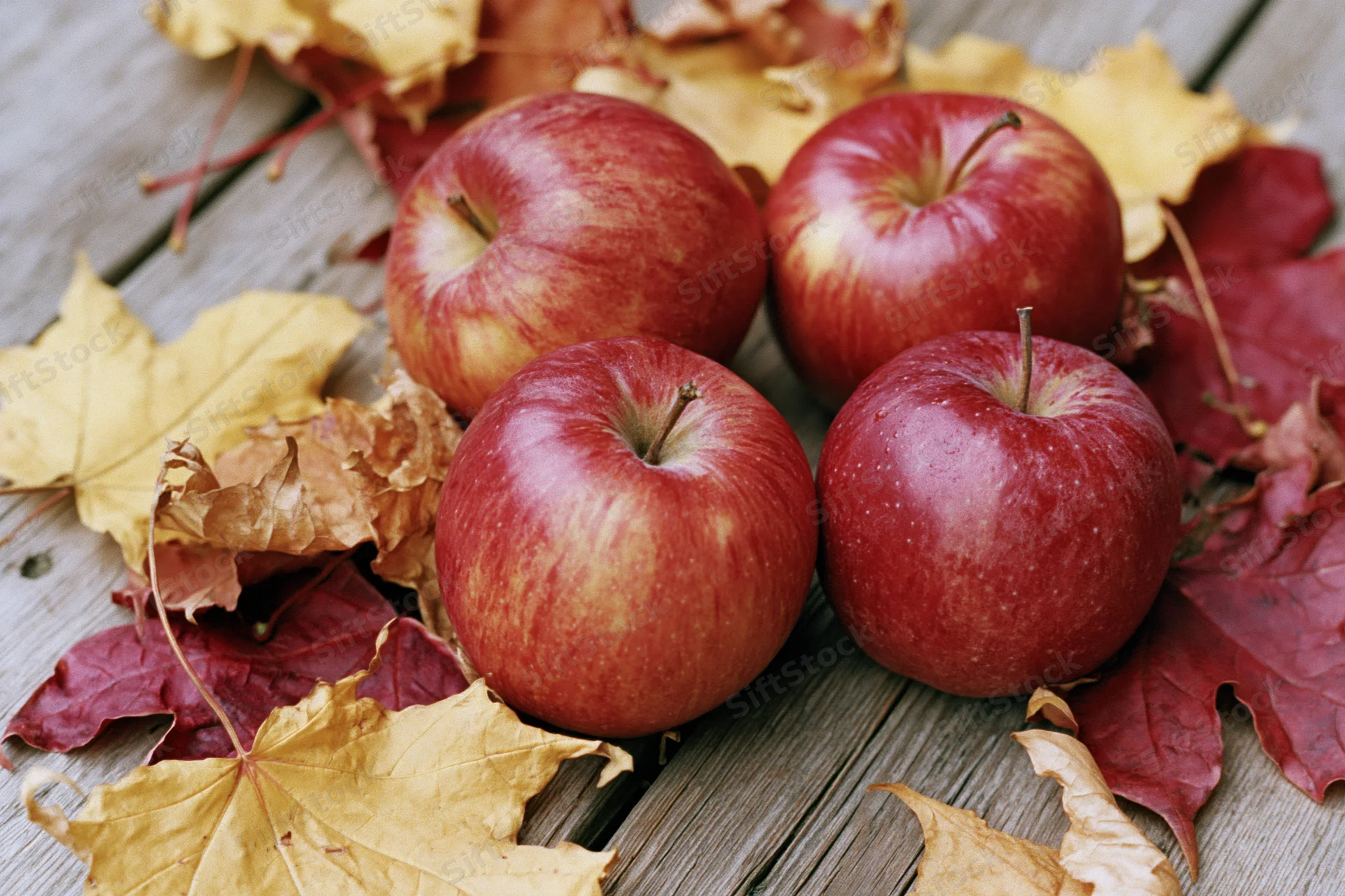 Four red apples resting on weathered wooden planks surrounded by autumn leaves