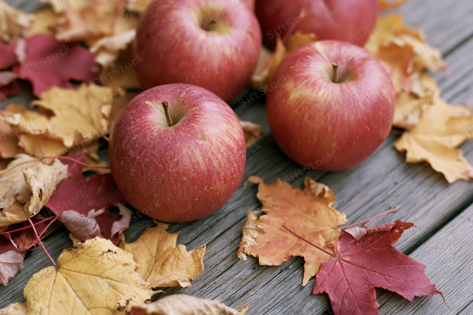 Red apples resting on weathered wooden planks surrounded by autumn maple leaves