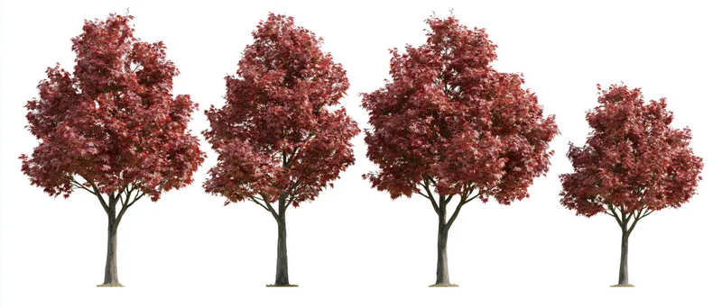Four red maple trees in autumn foliage arranged side by side on white background