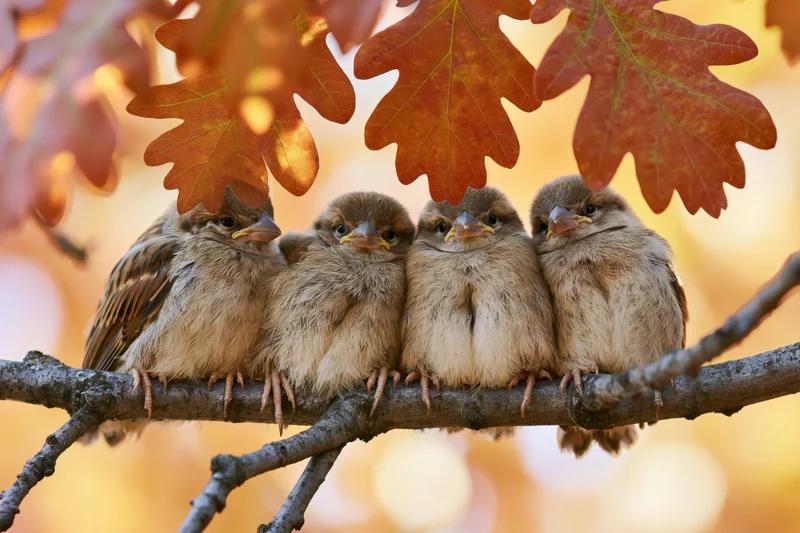Four young sparrows huddled together on an oak branch in autumn foliage