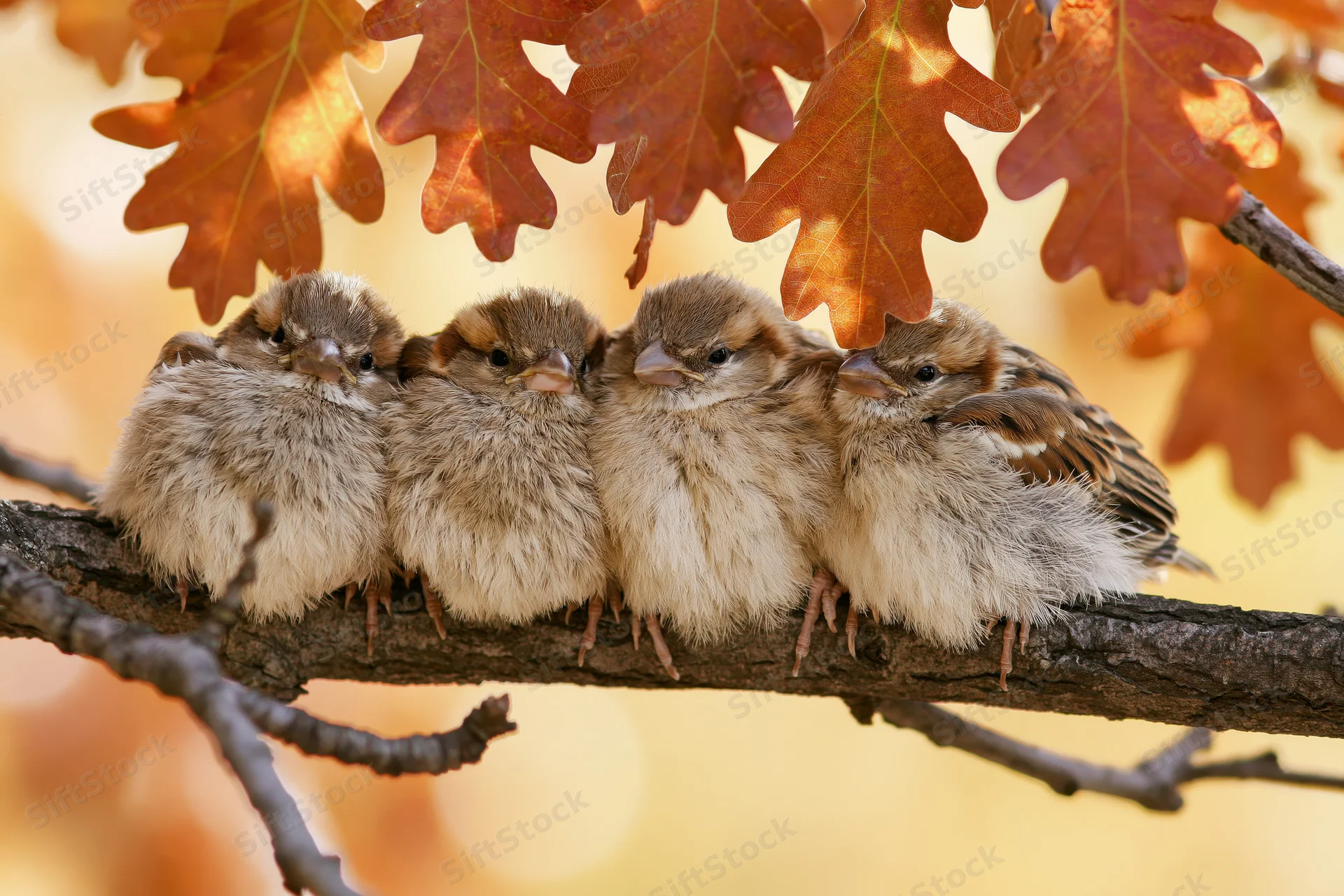 Four young sparrows huddled together on a bare oak branch in autumn light