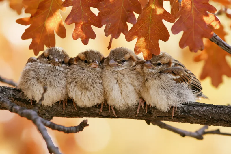 Four young sparrows huddled together on a bare oak branch in autumn light