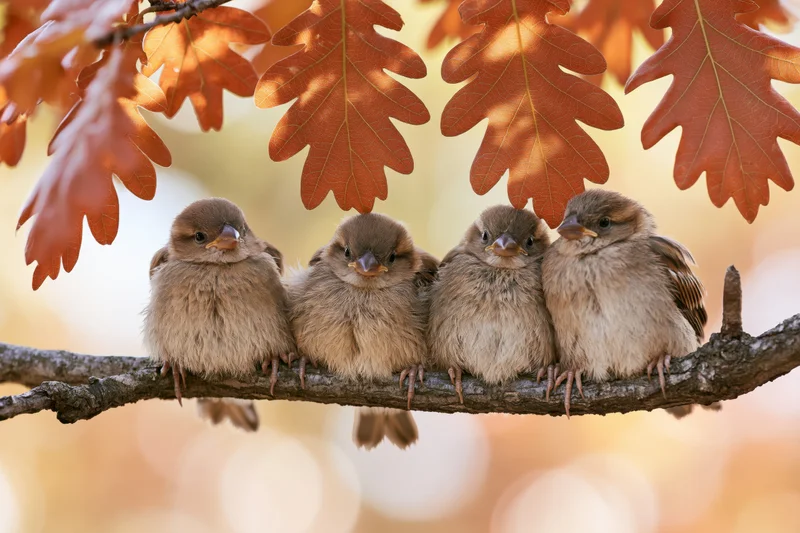 Four young sparrows huddled together on a bare oak branch in autumn foliage
