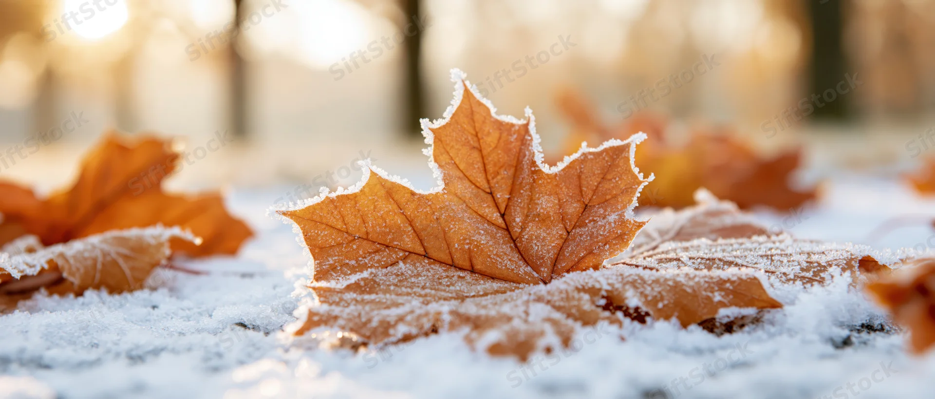 Frost-covered maple leaf resting on snow-dusted ground in autumn forest