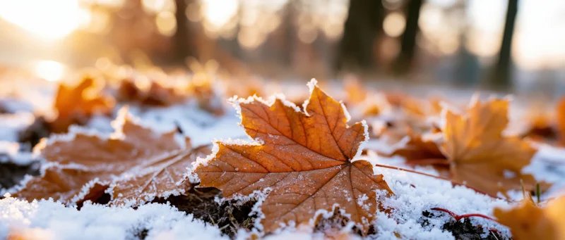 Frost-covered maple leaves on snow-dusted ground in autumn forest at sunrise