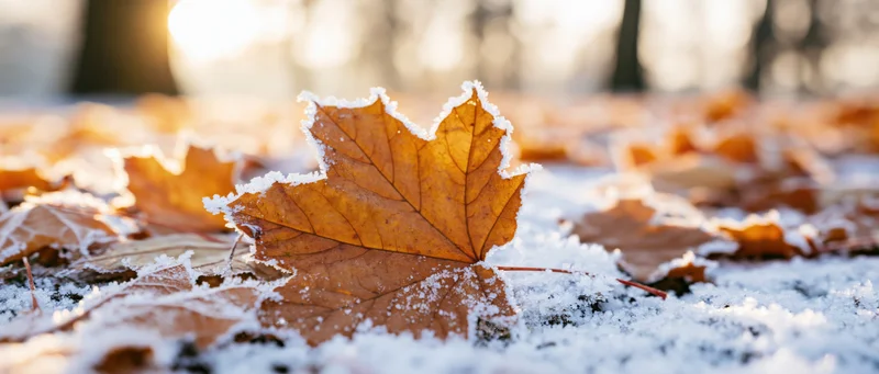 Frost-covered maple leaf resting on snow-dusted ground in autumn forest
