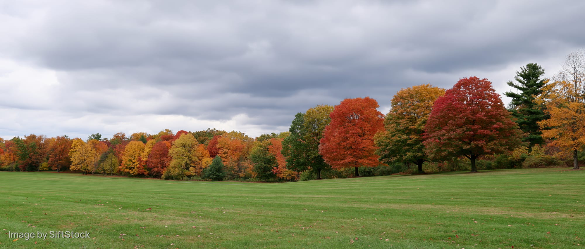 Autumn trees with colorful foliage bordering a gently rolling green lawn under an overcast sky