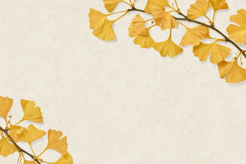 Ginkgo biloba branches with fan-shaped yellow leaves arranged in corners on textured cream paper background