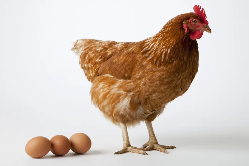 Brown hen standing beside three brown eggs on a white surface
