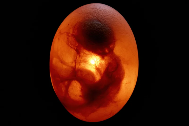 Fertilized chicken egg being candled with backlight revealing embryo and blood vessels