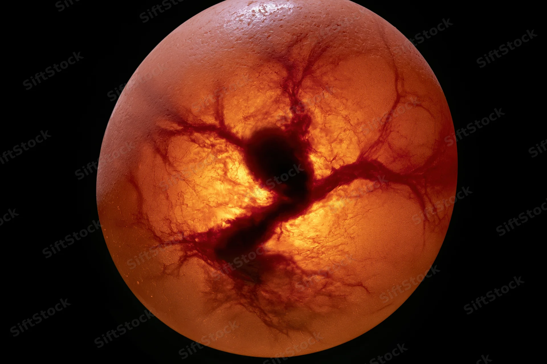 Fertilized chicken egg being candled with backlight revealing embryo and blood vessels inside shell