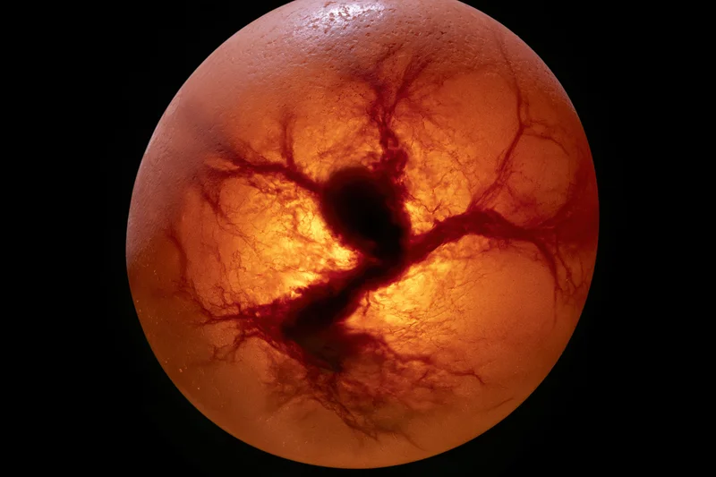 Fertilized chicken egg being candled with backlight revealing embryo and blood vessels inside shell
