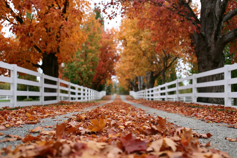 Gravel lane covered in fallen maple leaves lined with mature trees and white fences in rural autumn setting